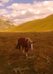 Cavalli a Campo Imperatore, Gran Sasso, Abruzzo